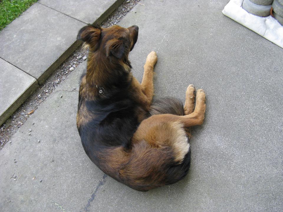 2010_06_29 bella 001.jpg